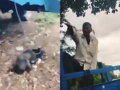 कुत्ते ने खराब कर दी ट्रैक्टर की सीट, तो जल्लाद ड्राइवर ने उसे सरेआम फांसी पर लटकाया, सामने आया खौफनाक VIDEO