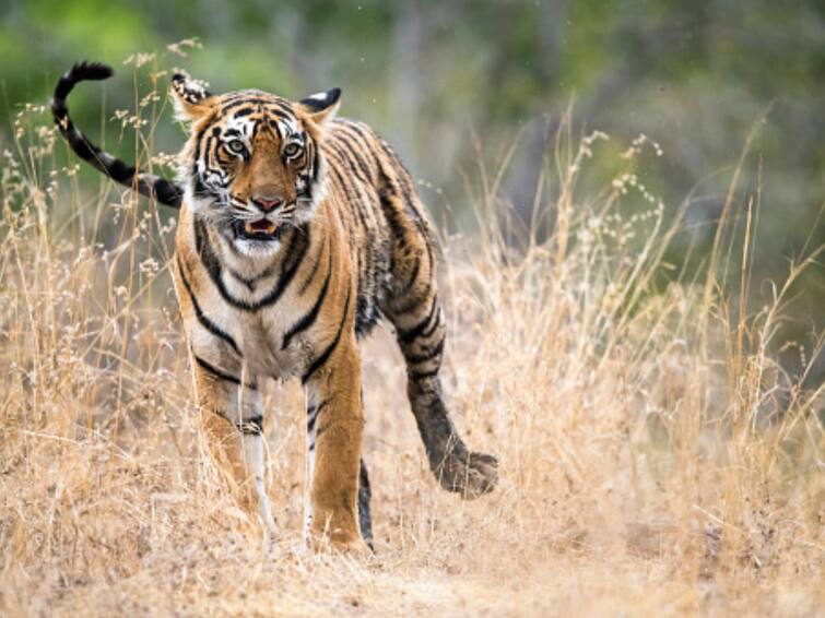 Tigresses Found Dead Under Suspicious Circumstances In Tamil Nadu Nilgiris District TN Forest Officials Find Circumstantial Evidence Of Poisoning In Tiger Deaths
