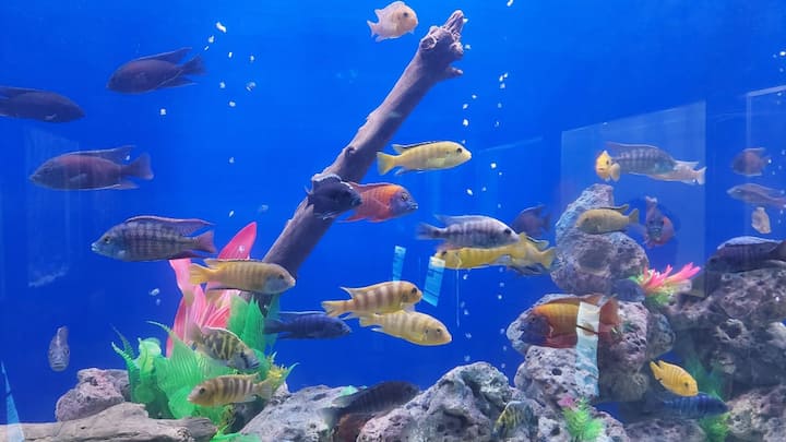 Fish Theme Park : भारतातील पहिलंवहिलं फिश थीम पार्क उभारण्याचा मान सिंधुदुर्ग जिल्ह्याला मिळाला आहे.