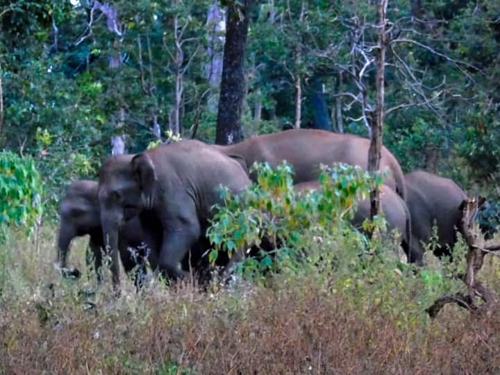 Korba Wild Elephant Attack Same Family Two Woman Died and one Injured DFO issued Warning Chhattisgarh: कोरबा में जंगली हाथी के हमले में एक ही परिवार के दो लोगों की मौत एक घायल, वन विभाग ने जारी की ये चेतावनी