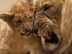 इन जानवरों को पालने से आपको हो सकती है जेल, भारत में है गैरकानूनी