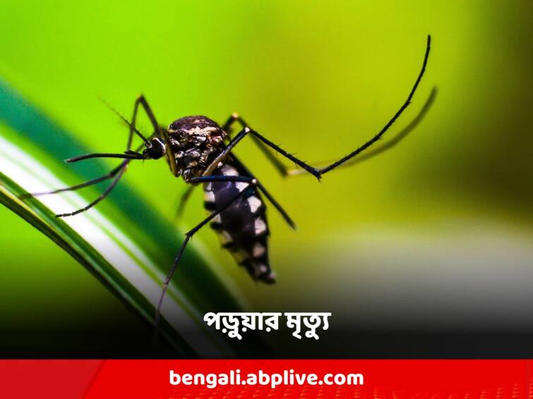 An engineering student of Jadavpur University died due to dengue Dengue Death: ডেঙ্গি আক্রান্ত হয়ে মৃত্যু যাদবপুর বিশ্ববিদ্যালয়ের ইঞ্জিনিয়ারিংয়ের পড়ুয়ার