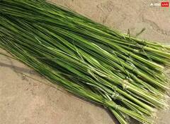 Bhadrapada Amavasya 2023: ભાદરવી અમાસે ઘરે લઈ આવો આ એક ચીજ, વર્ષભર મળશે પિતૃઓના આશીર્વાદ