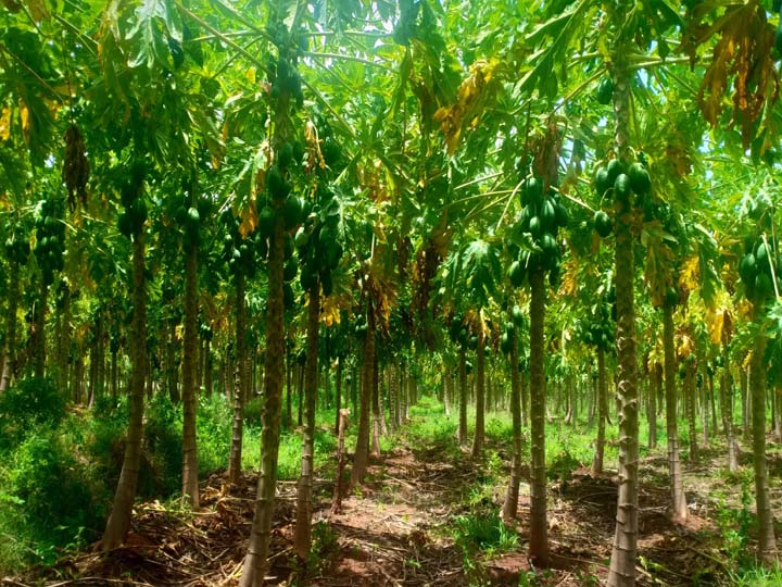 முல்லைப்பெரியாறு நீர் பாசனம் மூலம் பப்பாளி விவசாயம் - ஆர்வம் காட்டும் விவசாயிகள்