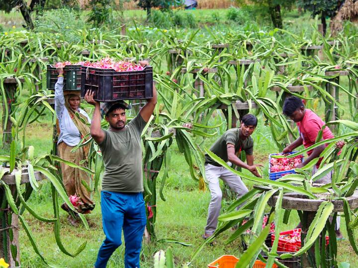 Pradhan Mantri Fasal Bima Yojana: Pradhan Mantri Fasal Bima Yojanaનો લાભ મેળવવા માટે ખેડૂતો સત્તાવાર પોર્ટલ pmfby.gov.in પર જઈને રજિસ્ટ્રેશન કરાવી શકે છે.