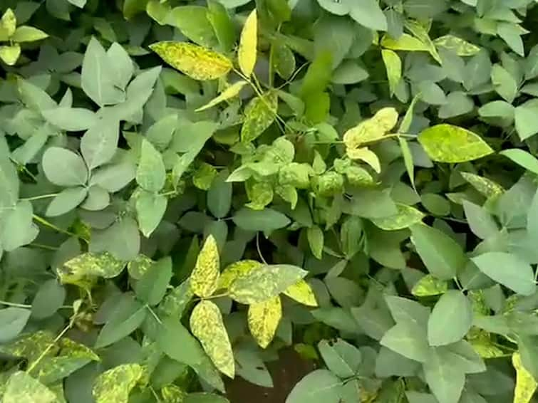 Chandrapur maharashtra Soybean crops infected by  yellow mosaic disease detail marathi news Chandrapur News : चंद्रपूरसह विदर्भातील अनेक जिल्ह्यात सोयाबीन संकटात, पिकांना पिवळ्या मोझेक रोगाची लागण