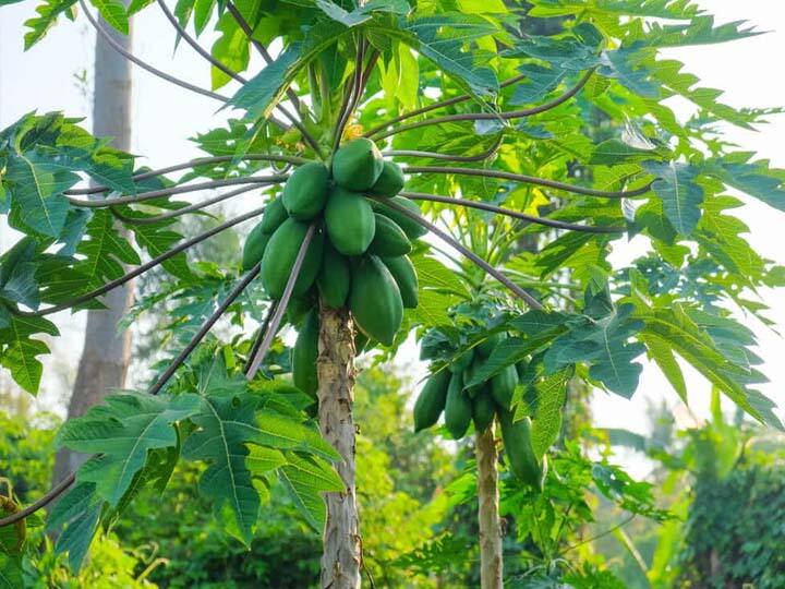 Farmers are interested in papaya farming through Mullaperiyar water irrigation TNN முல்லைப்பெரியாறு நீர் பாசனம் மூலம் பப்பாளி விவசாயம் - ஆர்வம் காட்டும் விவசாயிகள்