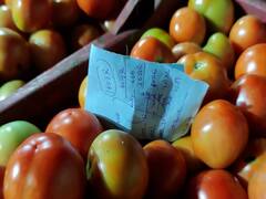 Tomato Price: टोमॅटोला फक्त 80 पैसे भाव! संतप्त शेतकऱ्यांचे लातूर भाजी मंडईत आंदोलन
