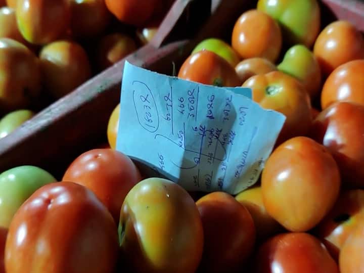 टोमॅटोला भाव मिळेल या आशेवर अनेक शेतकऱ्यांनी मोठ्या प्रमाणावर टोमॅटोची लागवड केली.