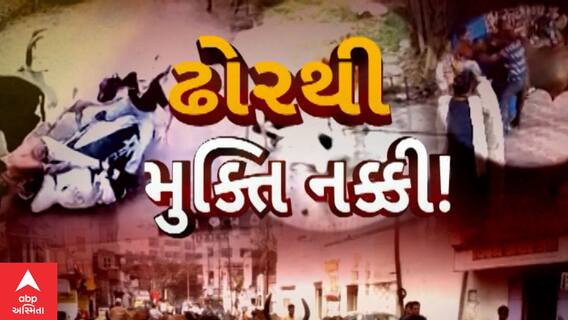 Ahmedabad : અમદાવામાં છેલ્લા 10 દિવસમાં 1200 રખડતા પશુ પકડાયા