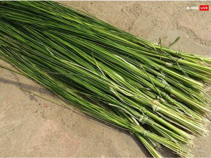 वैसे तो अमावस्या तिथि पूर्वजों को याद करने की तिथि है, इस दिन खरीदारी, मांगलिक कार्य करने की मनाही है लेकिन भाद्रपद अमावस्या के दिन कुशा घास घर लाना बहुत शुभ फलदायी माना गया है. मान्यता है इस कुश के प्रयोग से किए सभी धार्मिक कार्य कभी न खत्म होने वाला पुण्य देते हैं.