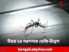 ক্রমশ বাড়ছে সংক্রমণ! ডেঙ্গি-উদ্বেগ উত্তর ২৪ পরগনায়