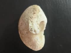 जैसलमेर की पहाड़ियों पर हुई नए फॉसिल की खोज, मिला अंडे का जीवाश्म, होगी जांच