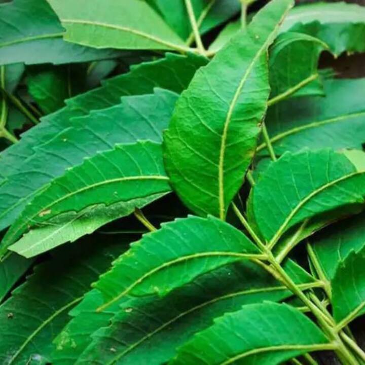 এই ধরনের সমস্যা থেকে মুক্তি পেতে নিম পাতা খেতে পারেন। কারণ, এই পাতা সংক্রমণ তৈরি করা জীবাণুকে শেষ করে ফেলতে পারে।