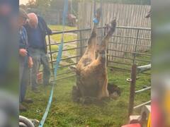 मुंह के बल गहरे सिंकहोल में गिरी गाय, सांस रुकने की आई नौबत...लोगों ने ऐसे बचाई बेजुबान की जान- VIDEO