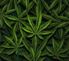 Health Care Tips: ਗਲਤੀ ਨਾਲ ਭੰਗ ਦਾ ਸੇਵਨ ਕਰ ਲਿਆ....ਤਾਂ ਇਨ੍ਹਾਂ ਤਰੀਕਿਆਂ ਦੇ ਨਾਲ ਉਤਾਰੋ ਆਪਣਾ ਹੈਂਗਓਵਰ