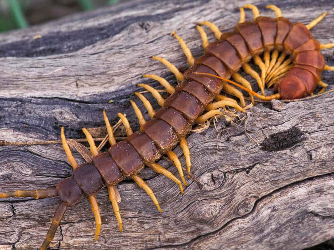 CCMB Researchers Sequence The Centipede Genome 400 మిలియన్‌ ఏళ్లనాటి పురుగుపై పరిశోధనలు- అందులో జెర్రి కూడా ఉంది