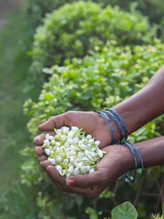 மாதவிடாய் சுழற்சியை சீராக்கும் மல்லிகைப்பூ!