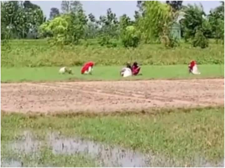 up news Hevy rain in Uttar Pradesh Farmer crops major damage due to heavy rains in Moradabad UP Rain: भारी बारिश से हुआ किसानों की फसलों को नुकसान, 72 घंटे में जारी होगा मुआवजा