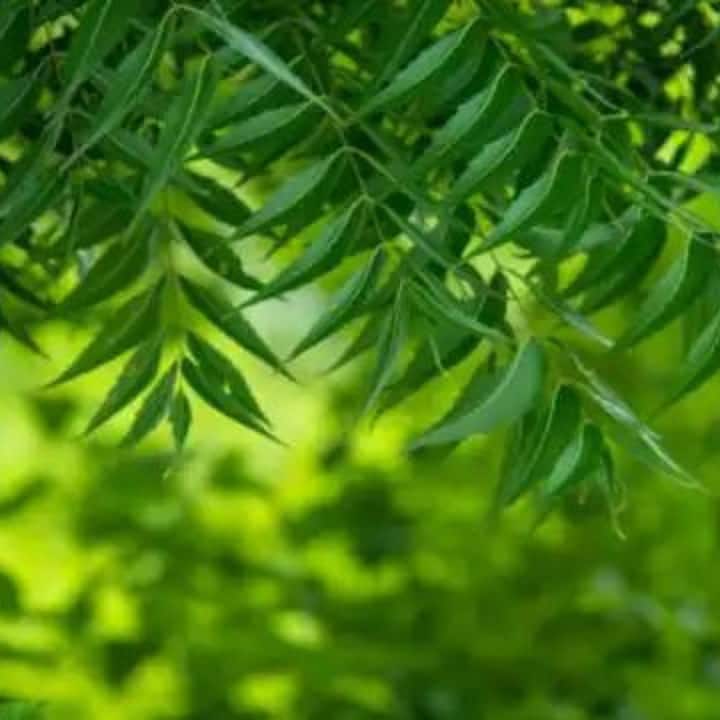 নিম পাতা খেলে শারীরিক নানা উপকারিতা পাওয়া যায়। কিন্তু, খালি পেটে নিম পাতা খেলে আরও উপকার পাওয়া যাবে।