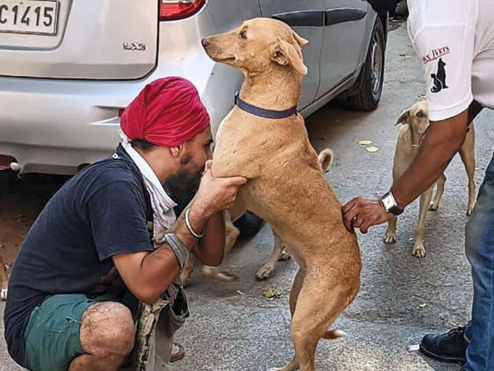 Supreme Court can make action plan on dog terror data Explained street dog attack in India ABPP साल 2022 में 342 लोगों की रेबीज से मौत, देश में प्रति घंटे 19 लोग आवारा कुत्तों के शिकार, बाकी आंकड़े बहुत डरावने