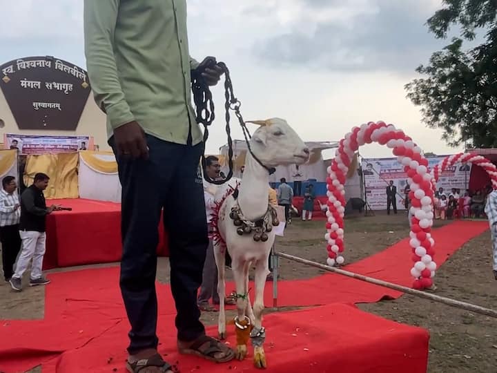 Akola Goat Fashion Show : अकोला जिल्ह्यातील अकोटमधील एका 'हटके' फॅशन 'शो'ची सध्या चर्चा आहे.