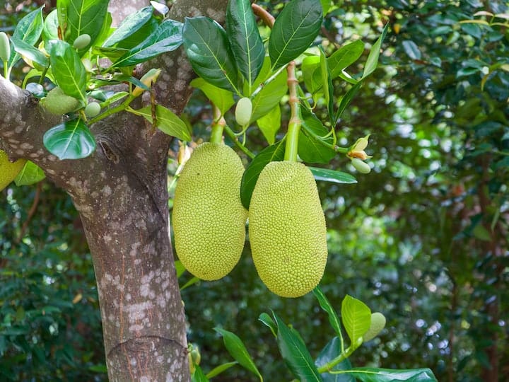 Jackfruit cultivation makes farmers richer katahal ki kheti know full process कई वर्षों तक लाभ पाने के लिए करें कटहल की खेती, होगा तगड़ा मुनाफा