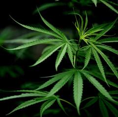 Health Care Tips: ਗਲਤੀ ਨਾਲ ਭੰਗ ਦਾ ਸੇਵਨ ਕਰ ਲਿਆ....ਤਾਂ ਇਨ੍ਹਾਂ ਤਰੀਕਿਆਂ ਦੇ ਨਾਲ ਉਤਾਰੋ ਆਪਣਾ ਹੈਂਗਓਵਰ