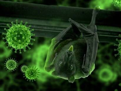 kerala: Nipah Virus alert issued in Kozhikode after two unnatural deaths Nipah Virus: மீண்டும் கேரளாவை அச்சுறுத்தும் நிபா.. அடுத்தடுத்த மாதத்தில் இருவர் உயிரிழப்பு.. எச்சரிக்கும் சுகாதாரத்துறை!