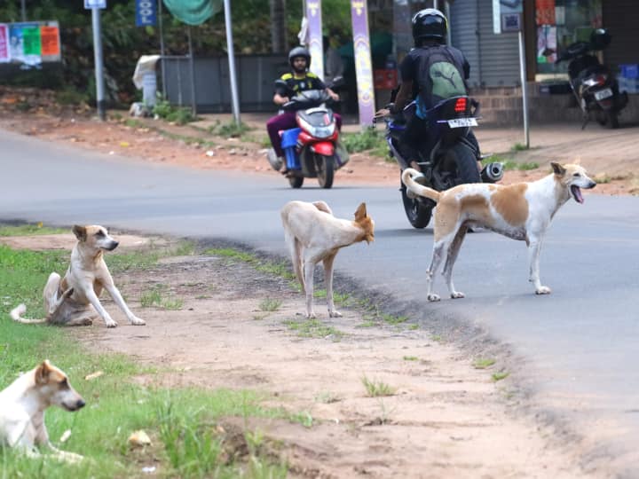 Supreme Court expressed concern over stray dogs know what Street dogs law animal rights Stray Dogs: आवारा कुत्तों पर सुप्रीम कोर्ट ने भी जताई चिंता, जानें क्या कहता है कानून