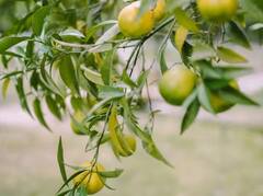 Agriculture News: ਘੱਟ ਲਾਗਤ 'ਤੇ ਬੰਪਰ ਮੁਨਾਫਾ ਪ੍ਰਾਪਤ ਕਰਨ ਲਈ ਅੱਜ ਹੀ ਸ਼ੁਰੂ ਕਰੋ ਨਿੰਬੂ ਦੀ ਖੇਤੀ