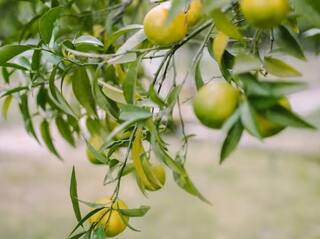 Agriculture News: ਘੱਟ ਲਾਗਤ 'ਤੇ ਬੰਪਰ ਮੁਨਾਫਾ ਪ੍ਰਾਪਤ ਕਰਨ ਲਈ ਅੱਜ ਹੀ ਸ਼ੁਰੂ ਕਰੋ ਨਿੰਬੂ ਦੀ ਖੇਤੀ