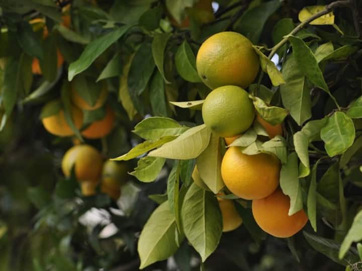 Orange cultivation makes farmer richer santre ki kheti इस तरह करें विश्व प्रसिद्ध नागपुरी संतरे की खेती, कैसा होना चाहिए मौसम?
