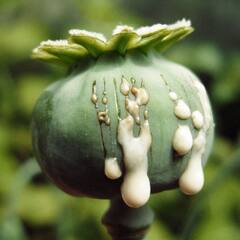 Opium Benefits: ਅਫ਼ੀਮ ਨਾਲ ਠੀਕ ਹੁੰਦੀਆਂ ਇਹ ਵੱਡੀਆਂ ਵੱਡੀਆਂ ਬਿਮਾਰੀਆਂ, ਜਾਣੋ ਲਾਭ ਤੇ ਨੁਕਸਾਨ