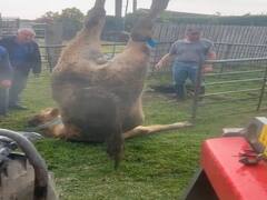 Viral News: ਠੇਕੇਦਾਰ ਨੇ ਮੈਦਾਨ 'ਚ ਖੁੱਲ੍ਹਾ ਛੱਡਿਆ ਟੋਆ, ਘਾਹ ਚਰਦੇ ਸਮੇਂ ਡਿੱਗੀ ਗਾਂ, ਇਸ ਤਰ੍ਹਾਂ ਕੱਢੀ ਗਈ