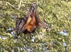 Nipah Virus: ਕੀ ਹਨ ਨਿਪਾਹ ਵਾਇਰਸ ਦੇ ਲੱਛਣ? ਇਹ ਜਾਨਵਰਾਂ ਵਿੱਚ ਕਿਦਾਂ ਫੈਲਦਾ