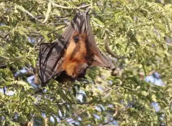 ਨਿਪਾਹ ਵਾਇਰਸ ਅਸਲ ਵਿੱਚ ਸੰਕਰਮਿਤ ਫਲ ਖਾਣ ਨਾਲ ਜਾਨਵਰਾਂ ਤੋਂ ਮਨੁੱਖਾਂ ਵਿੱਚ ਫੈਲਦਾ ਹੈ। ਜੇਕਰ ਕਿਸੇ ਜਾਨਵਰ ਨੂੰ ਇਹ ਬਿਮਾਰੀ ਹੈ ਅਤੇ ਉਸ ਨੇ ਕੋਈ ਫਲ ਖਾ ਲਿਆ ਹੈ। ਫਿਰ ਉਸ ਸੰਕਰਮਿਤ ਫਲ ਨੂੰ ਖਾਣ ਨਾਲ ਇਹ ਬਿਮਾਰੀ ਮਨੁੱਖਾਂ ਵਿੱਚ ਫੈਲ ਜਾਂਦੀ ਹੈ। ਇਹ ਮਨੁੱਖਾਂ ਵਿੱਚ ਤੇਜ਼ੀ ਨਾਲ ਫੈਲਣ ਵਾਲੀ ਬਿਮਾਰੀ ਹੈ। ਨਿਪਾਹ ਵਾਇਰਸ ਦੀ ਲਾਗ ਇੱਕ ਵਿਅਕਤੀ ਤੋਂ ਦੂਜੇ ਵਿਅਕਤੀ ਵਿੱਚ ਆਸਾਨੀ ਨਾਲ ਫੈਲ ਸਕਦੀ ਹੈ।