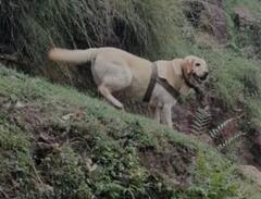 Rajouri Encounter: ਭਾਰਤੀ ਫੌਜ ਨੇ ਤਿਰੰਗੇ ਵਿੱਚ ਲਪੇਟ ਕੇ ਕੁੱਤੇ ਕੈਂਟ ਨੂੰ ਕੀਤਾ ਸਨਮਾਨਿਤ, ਅੱਤਵਾਦੀਆਂ ਨਾਲ ਮੁਕਾਬਲੇ ਦੌਰਾਨ ਹੋਈ ਮੌਤ