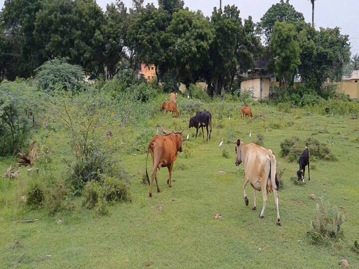 துவங்க உள்ள பருவமழை... செலுத்தப்படாத கோமாரி தடுப்பூசிகள்... உடனடி நடவடிக்கைக்கு கோரிக்கை ..