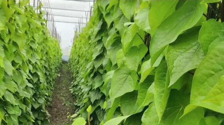 Akola News Akot  farmer betel leaf cultivation lakhs of rupees Akola News: अकोटमध्ये शेतकऱ्यानं फुलवला पानांचा पानमळा, 20  गुंठ्यातून घेतले लाखोंचे उत्पादन