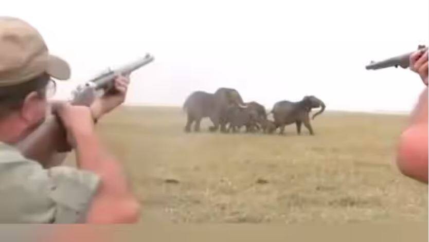 hunter killed elephant in south Africa elephants group take revenge viral news Viral Video: 'ਗਜਰਾਜ' 'ਤੇ ਸ਼ਿਕਾਰੀ ਨੇ ਚਲਾਈ ਗੋਲੀ... ਫਿਰ ਹਾਥੀਆਂ ਦੇ ਝੁੰਡ ਨੂੰ ਆਇਆ ਗੁੱਸਾ, ਇੰਝ ਸਿਖਾਇਆ ਸਬਕ - ਵੀਡੀਓ