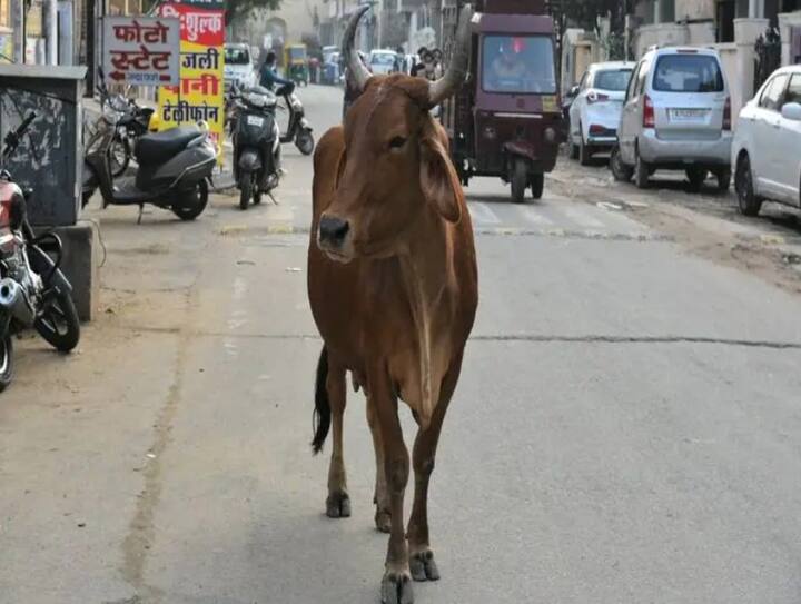 કોઈ શુભ કાર્ય માટે જતી વખતે ગાયને જોવી પણ શુભ માનવામાં આવે છે. શાસ્ત્રોમાં ગાયને પૂજનીય માનવામાં આવી છે. આવી સ્થિતિમાં, ગાયને નમસ્કાર કર્યા પછી જ આગળ વધો. આમ કરવાથી કામમાં આવતી અડચણો દૂર થશે અને કામ સરળતાથી થઈ જશે. આ સિવાય સોપારી અને માછલીના દર્શન પણ શુભ માનવામાં આવે છે.