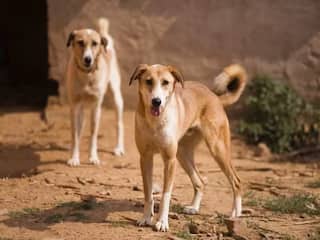 Pune :  पुण्यात भटक्या कुत्र्यांना खाद्य देणाऱ्या महिलेस मारहाण; महिला पोलिसाविरोधात गुन्हा दाखल