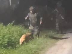 Rajouri Encounter: भारतीय सेना ने तिरंगे में लपेटकर दिया कुत्ते केंट को सम्मान, आतंकियों से मुठभेड़ में हुई थी मौत