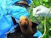 Nipah Virus: கேரளாவில் பரவும் நிபா வைரஸ்.. தமிழ்நாடு எல்லை பகுதிகளில் கண்காணிப்பு தீவிரம்..