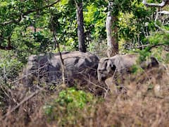 सूरजपुर के वनांचल इलाके में आतंक का पर्याय बना बहरादेव हाथी, दहशत में ग्रामीण रतजगा करने को मजबूर