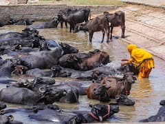 दो भैंस, एक बछड़ा और 78 साल का शख्स, दिलचस्प है गिरफ्तारी का किस्सा