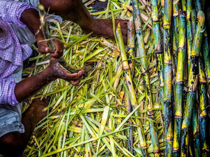 India Sugar Exports Maharashtra Sugar Production Fall 14% 2023-2024 Inflation Export Ban Report India’s Top Sugar Producer, Maharashtra, To See Production Fall 14% In 2023-24 Crop Year: Report