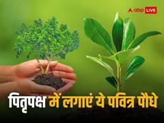 Pitru Paksha 2023: पितृपक्ष में लगाएं ये पेड़-पौधे, पितरों की अतृप्त आत्मा को मिलेगी शांति