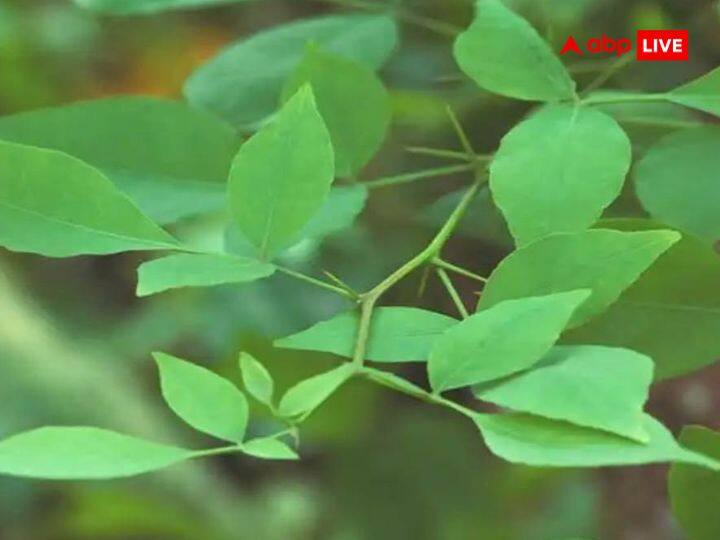 बेल: हिंदू धर्म में बेल के पत्ते को पूजा सामग्री के रूप में प्रयोग किया जाता है. शिवजी को बेल वृक्ष और इस वृक्ष के फल, फूल व पत्ते अत्यंत प्रिय है. इसी के साथ बेल वृक्ष मुक्ति या मोक्ष दिलाने वाला वृक्ष माना जाता है. पितृपक्ष में बेल के पौधे को लगाने से अतृप्त आत्मा को शांति प्राप्त होती है. अमावस्या तिथि पर शिवजी को गंगाजल में बेलपक्ष डालकर अर्पित करने से पितरों को मुक्ति मिलती है.